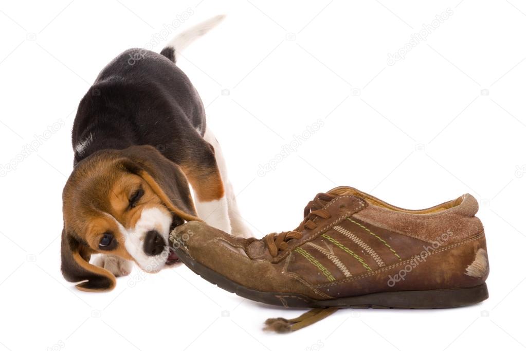 Puppy biting shoe