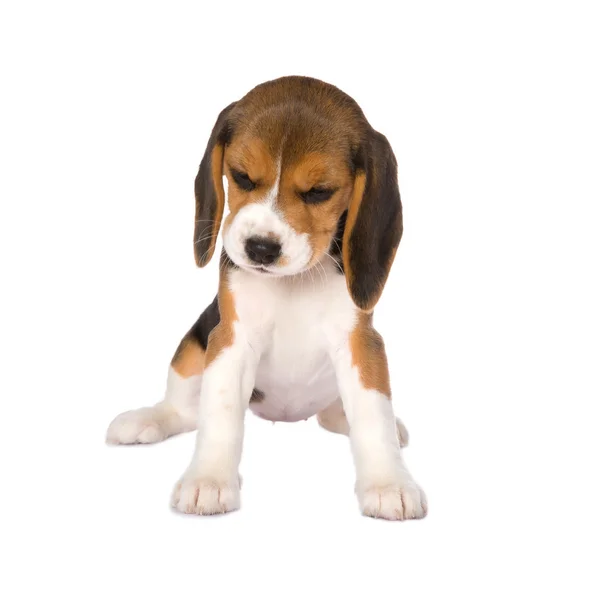 Szczeniak Beagle — Zdjęcie stockowe