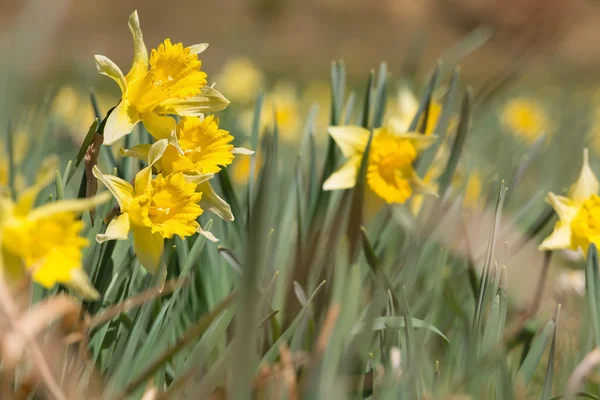 Το daffodils αγριολούλουδα — Φωτογραφία Αρχείου