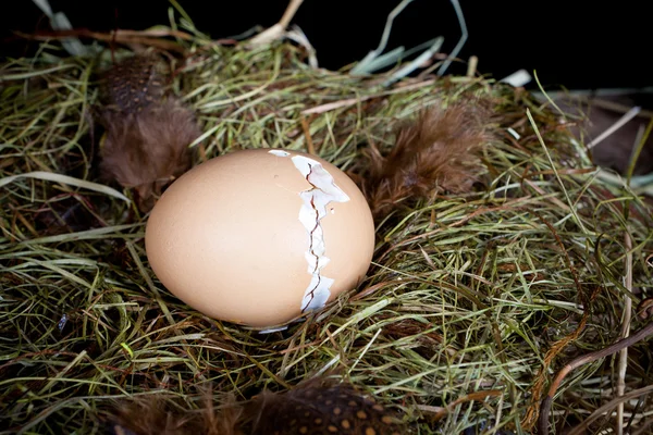 Reißverschluss-Eierschale — Stockfoto