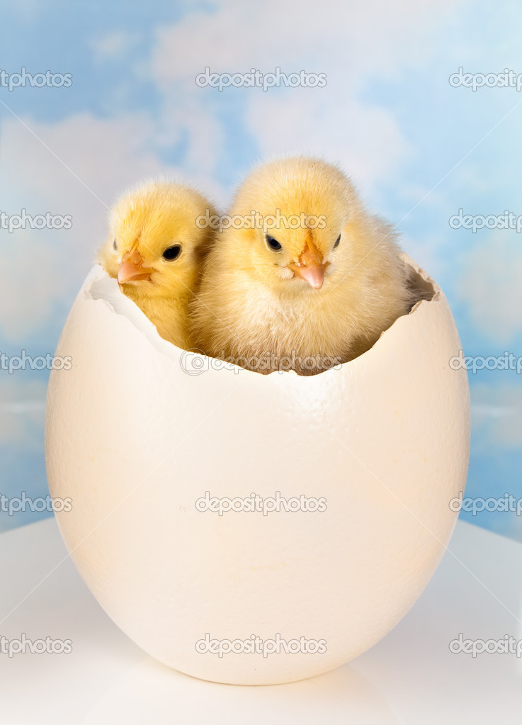 Twin newborn easter chicks