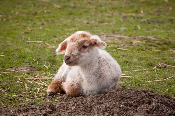 Уставшая овечка — стоковое фото