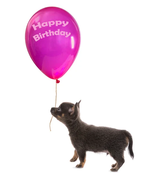 Filhote de cachorro com balão de aniversário — Fotografia de Stock