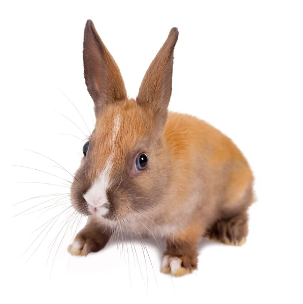 Rabbit whiskers — Stock Photo, Image