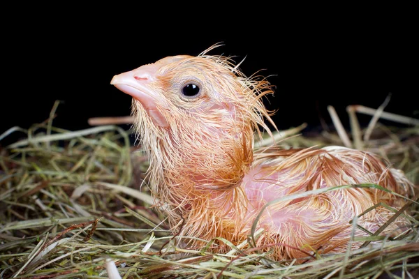 Hatched chick — Stockfoto