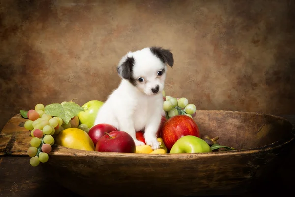 Begging puppy in fruit bowl — Stock Photo, Image