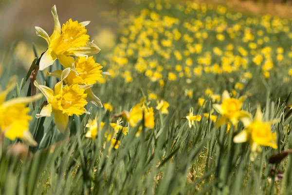 Eifel region in springtime — Stock Photo, Image