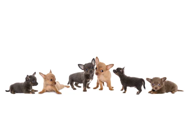 Chihuahua dog border — Stock Photo, Image