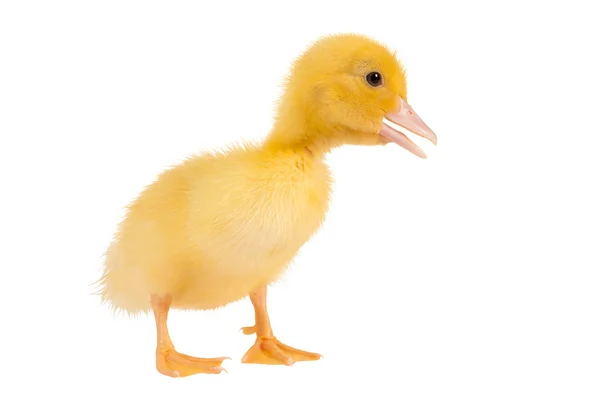 Pato de Pascua amarillo — Foto de Stock