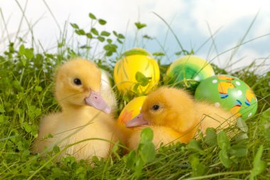İkiz ducklings Paskalya yortusu yumurta