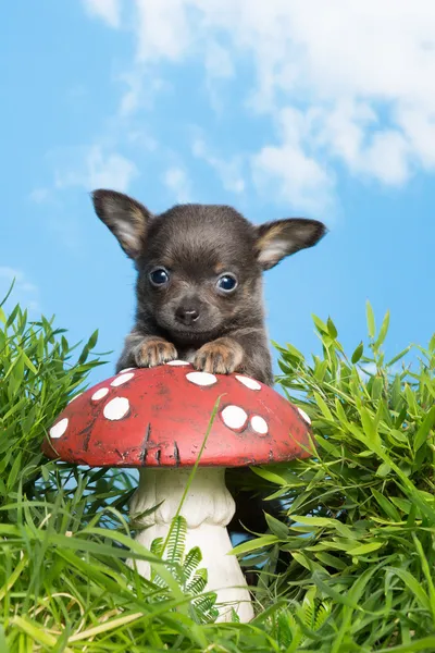 Puppy pada toadstool — Stok Foto
