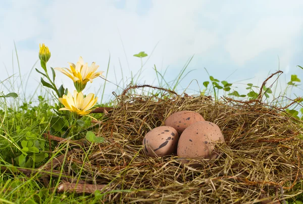 Braune Eier im Nest — Stockfoto