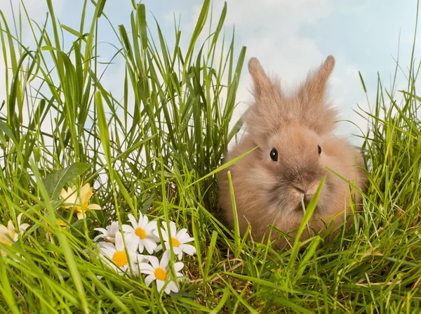 Schattige baby konijn in gras — Stockfoto