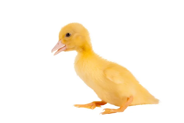 Adorable petit canard de Pâques — Photo