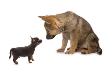 germand çoban toplantı chihuahua