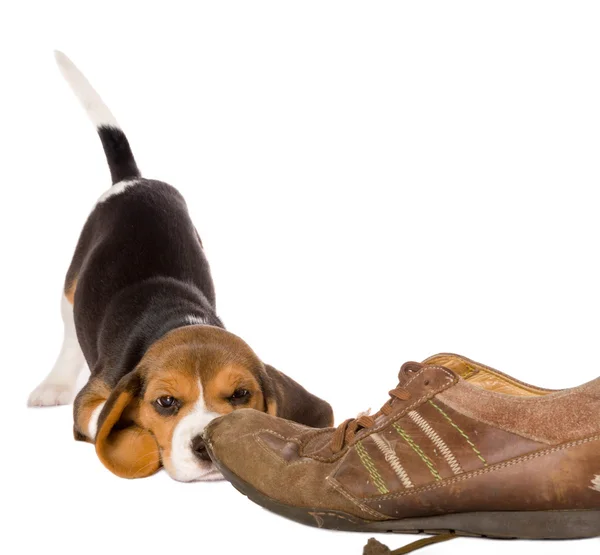 Ciekawy beagle szczeniak — Zdjęcie stockowe