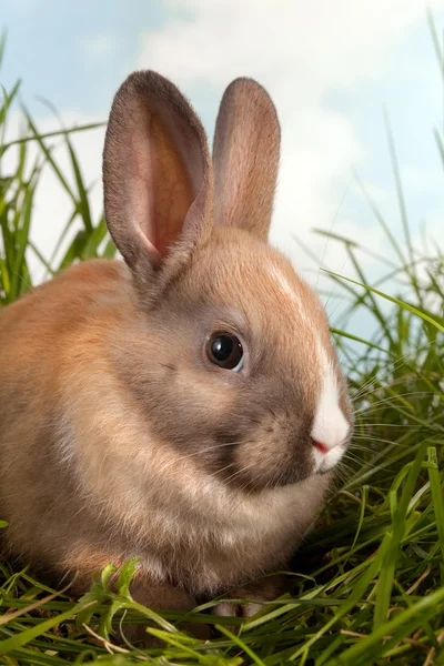 Rabbit closeup — Stock Photo, Image