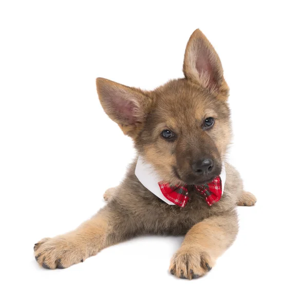 Germand Shepherd puppy with funny collar — Stock Photo, Image