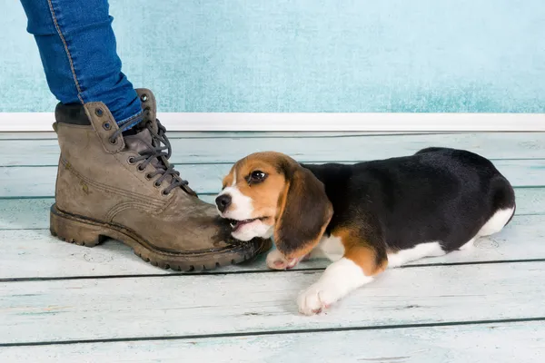 Velká noha malé štěně — Stock fotografie