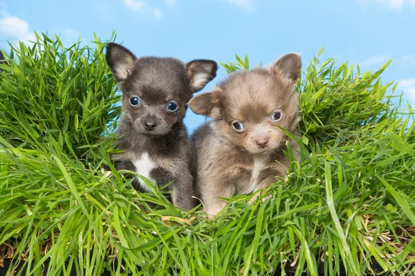 Chihuahua anak anjing di rumput — Stok Foto