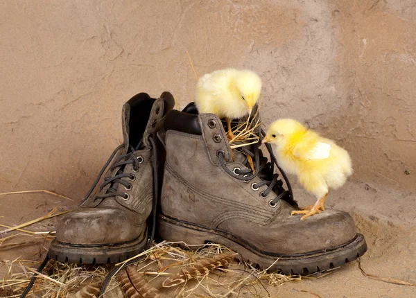 Boot klimmen easter chicks — Stockfoto