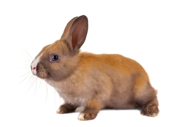 Hnědá baby králík — Stock fotografie