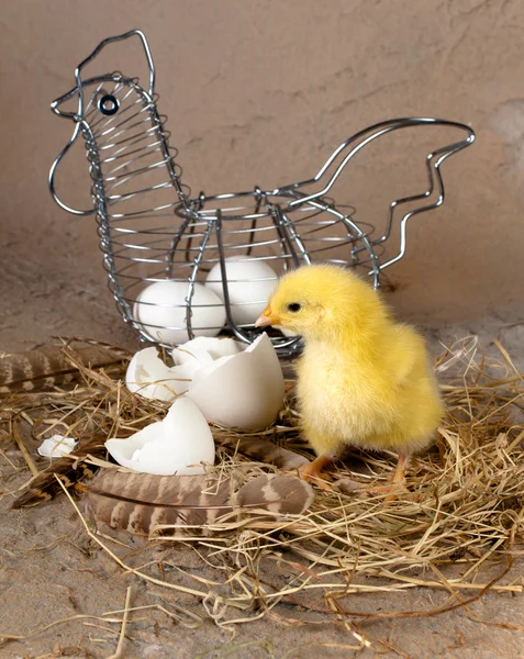Cesta de Pascua con huevos y polluelo — Foto de Stock
