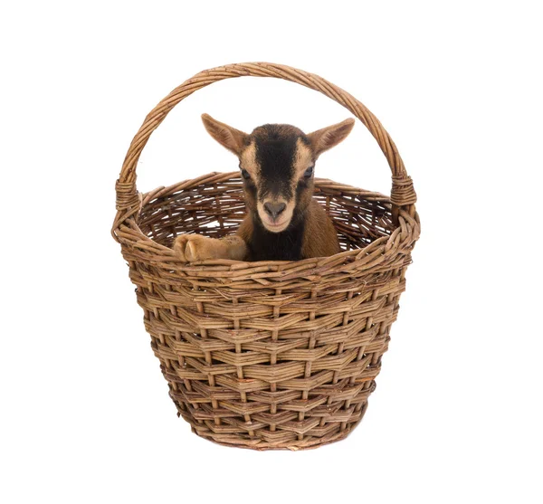 Little goat in basket — Stock Photo, Image