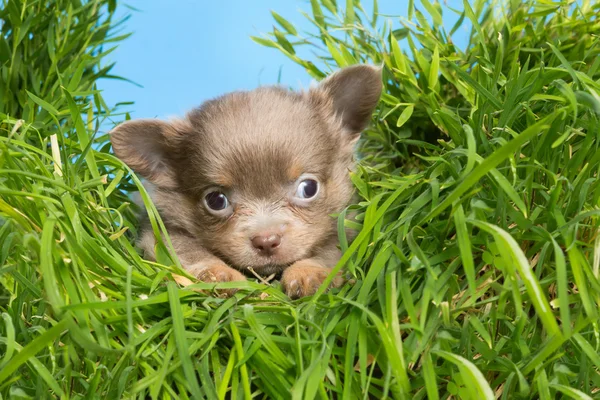 Filhote de cachorro em grama alta — Fotografia de Stock