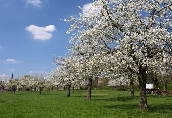Весна во Фландрии — стоковое фото