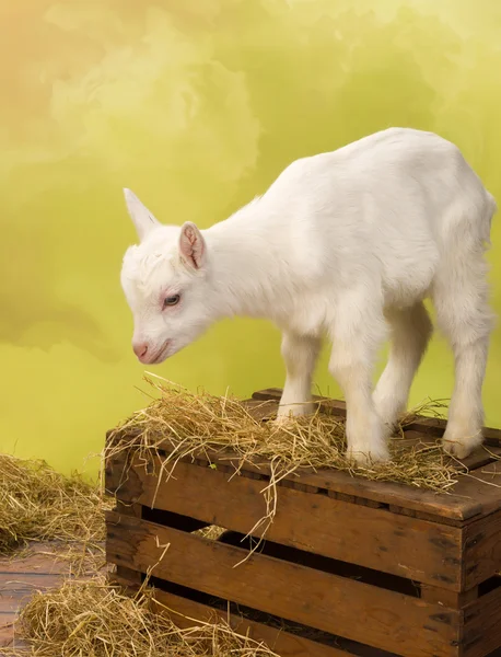 Bebé leche de cabra en la caja — Foto de Stock