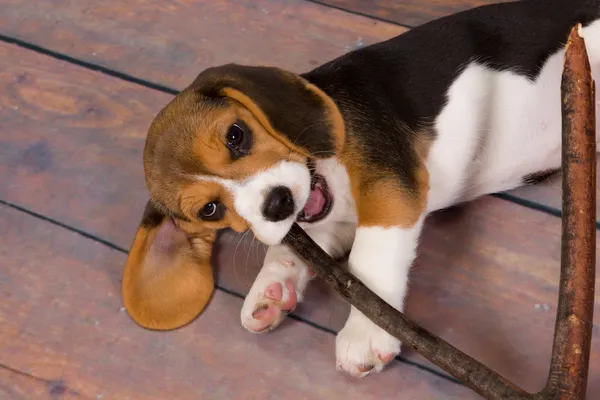 Beagle filhote de cachorro mastigar pau — Fotografia de Stock