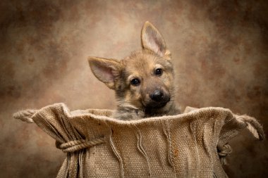 bir torbaya çoban köpek
