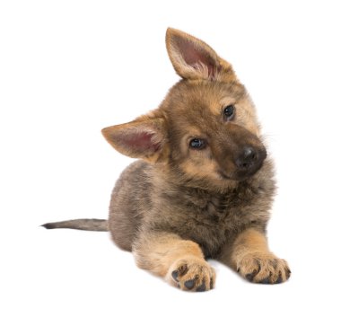germand çoban köpek yavrusu yalvarıyor