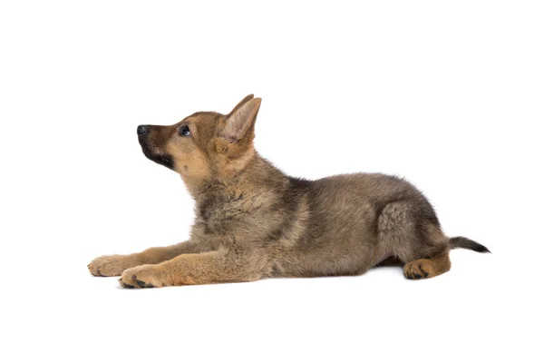 German shepherd puppy looking up — Stock Photo, Image