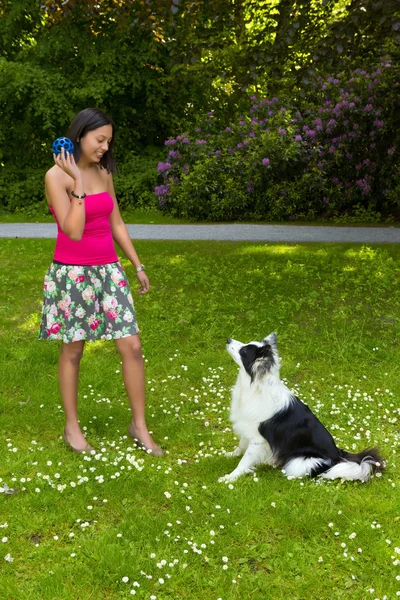 Playing fetch with a border collie dog — Stock Photo, Image