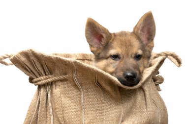 Jüt arka içinde köpek yavrusu