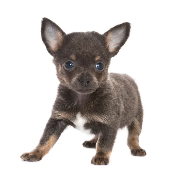 Black chihuahua puppy — Stock Photo, Image