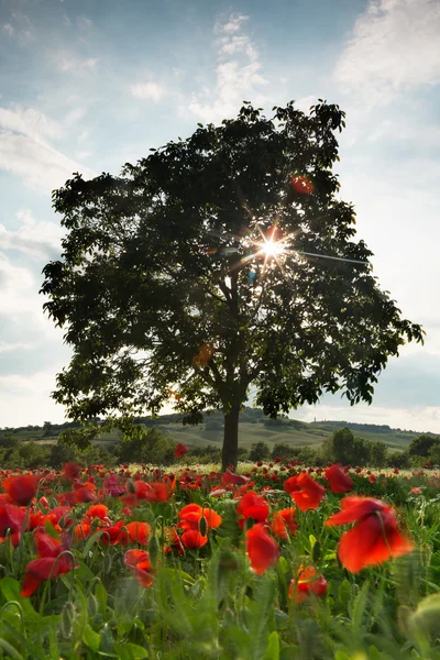 罂粟花田里的阳光 — 图库照片