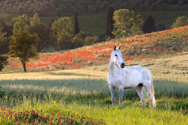 Cheval blanc en Toscane — Photo