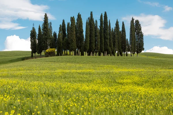 Wildflowers and cypress trees in Tuscany — Stock Photo, Image