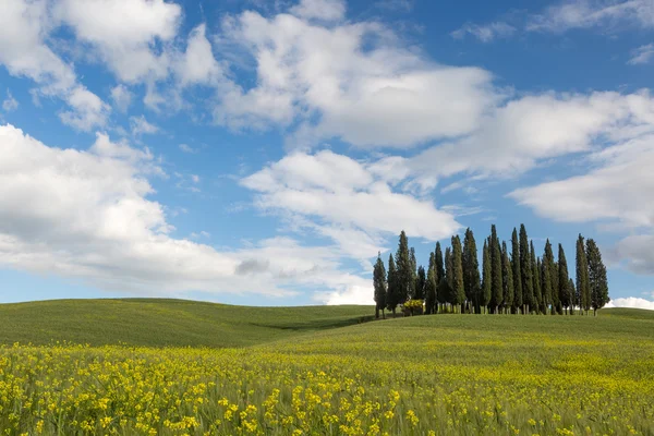 Glooiende heuvels van Toscane — Stockfoto