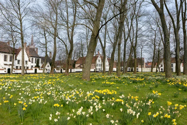Daffodils in Bruges beguinage — Stock Photo, Image