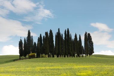 Servi ağaçları Toskana çemberi
