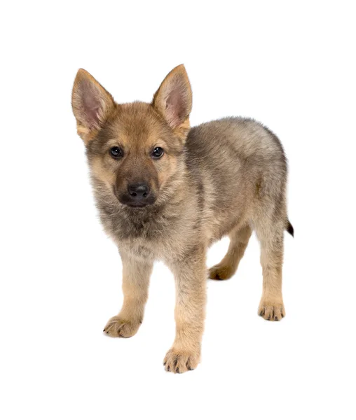 Isolated german shepherd puppy — Stock Photo, Image