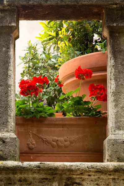 Flores en un pueblo toscano — Foto de Stock