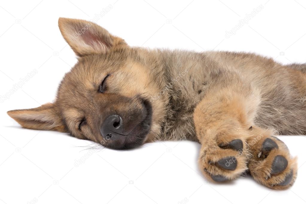 Sleeping shepherd puppy