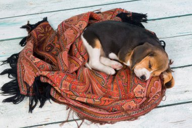 Sleeping puppy clipart