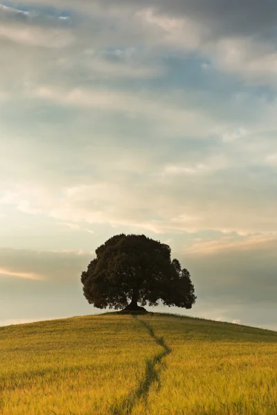 Een boom in Toscane — Stockfoto