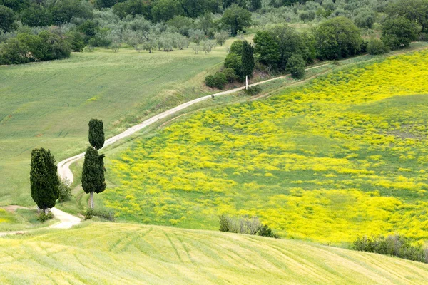 Wilde bloemen en weg in Toscane — Stockfoto